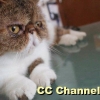 CC Channel